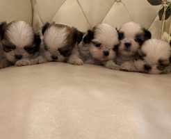 シーズー　５兄弟　仔犬販売