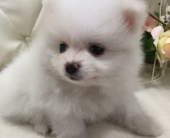 ポメラニアン　クリーム　女の子