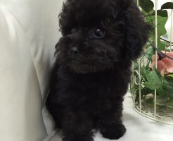 トイプードル　シルバー　ティーカップサイズ