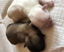 ペキニーズ　子犬販売