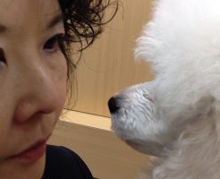 トイプードル　にらめっこ　子供　仔犬