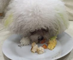 トイプードル　ホワイト　看板犬