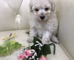 トイプードル　ホワイト　男の子