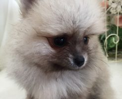 ポメラニアン　男の子　小ぶりサイズ