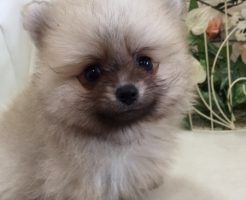 ポメラニアン　男の子　小ぶりサイズ