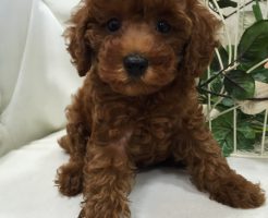 トイプードル　女の子　レッド