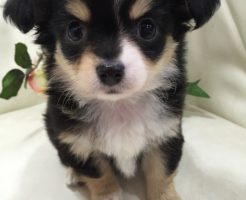 チワワ　女の子　ブラック＆タンホワイト