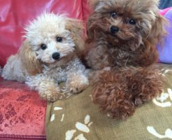 トイプードル　多頭飼い　ティーカップサイズ