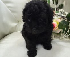 トイプードル　女の子　ブラック