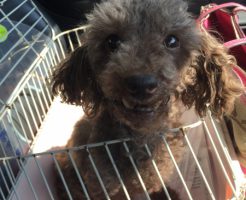 トイプードル　ブラウン　シニア犬　子宮蓄膿症