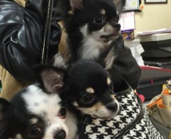 チワワ　兄妹