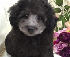 トイプードル　シルバー　男の子
