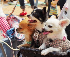 犬集合