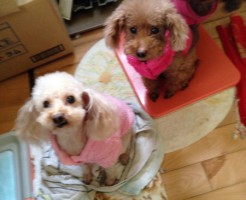 シニア犬　トイプードル　体調管理