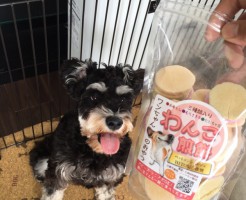 ミニチュアシュナウザー
