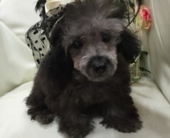 トイプードル　ティーカップサイズ　シルバー