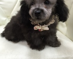 トイプードル　ティーカップサイズ　シルバー