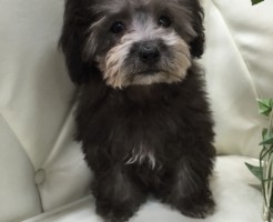 トイプードル　ティーカップサイズ　シルバー