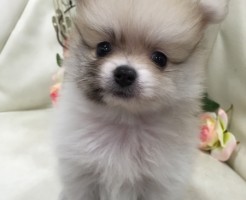 ポメラニアン　パーティー　男の子