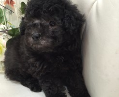 トイプードル　シルバー　男の子