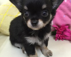 チワワ　仔犬　ブラック＆クリーム