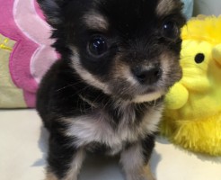 チワワ　ブラック＆タン　男の子