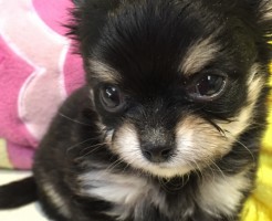 チワワ　ブラック＆クリーム　女の子