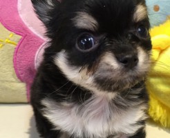 チワワ　ブラック＆タン