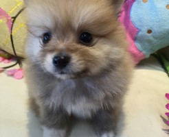 ポメラニアン　オレンジ