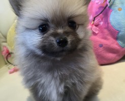 ポメラニアン　ウルフセーブル　