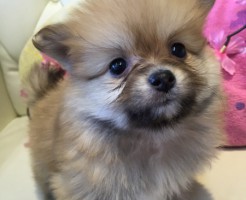 ポメラニアン　オレンジ　オス