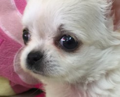 チワワ　仔犬　クリーム